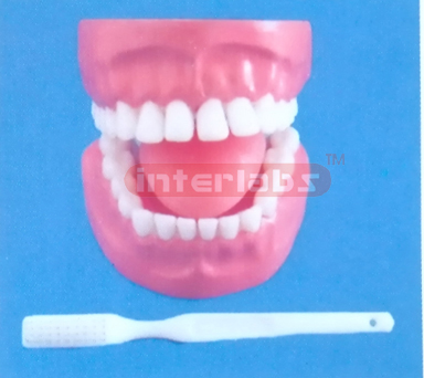 DENTAL CARE MODEL 28 PCS